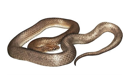 serpientes -Todas las serpientes sean o no venenosas son deperedadoras